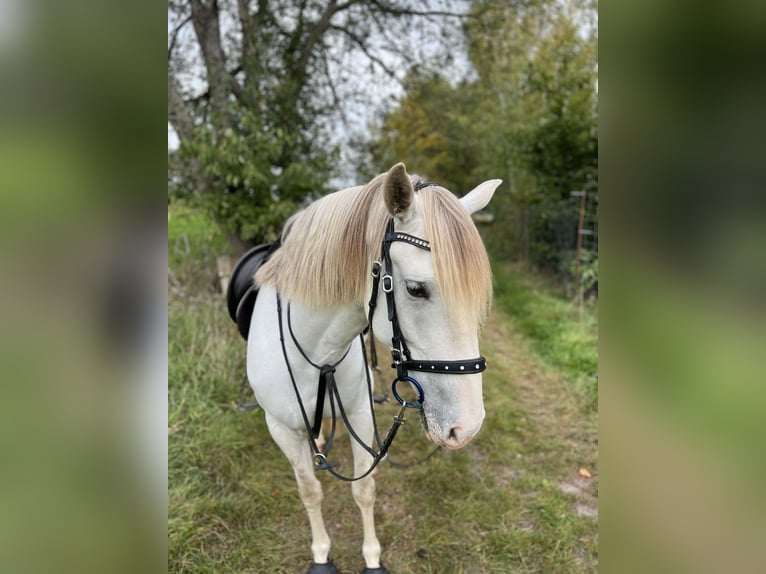 Spaans sportpaard Ruin 5 Jaar 150 cm Schimmel in Tann