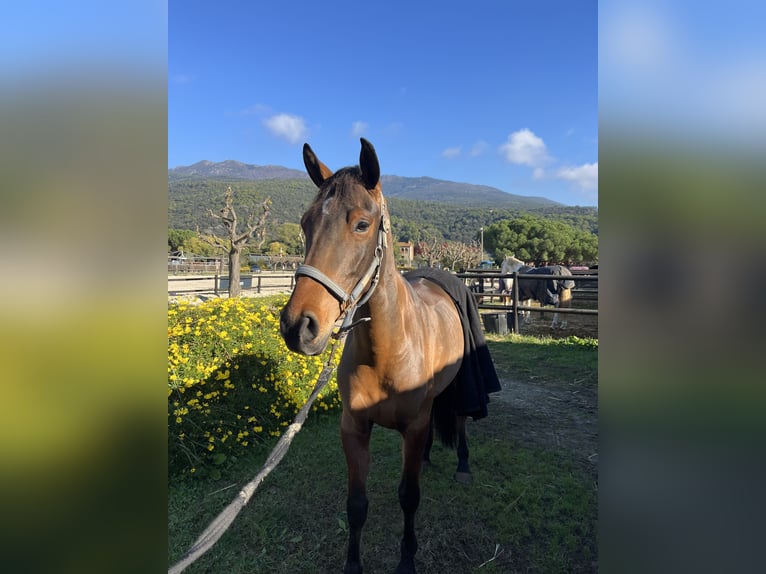 Spaans sportpaard Ruin 5 Jaar 156 cm Bruin in Cardedeu