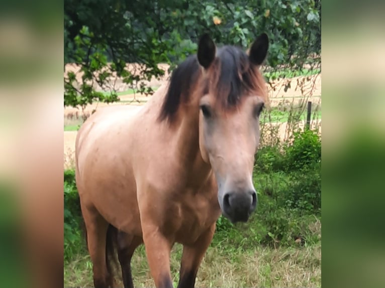 Spaans sportpaard Ruin 5 Jaar 158 cm Buckskin in Bad Mergentheim