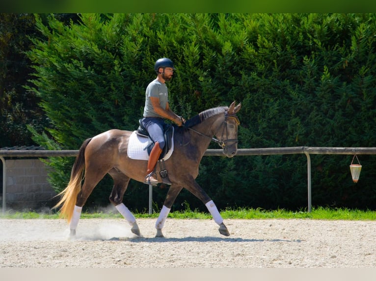 Spaans sportpaard Ruin 5 Jaar 158 cm Schimmel in El Moli