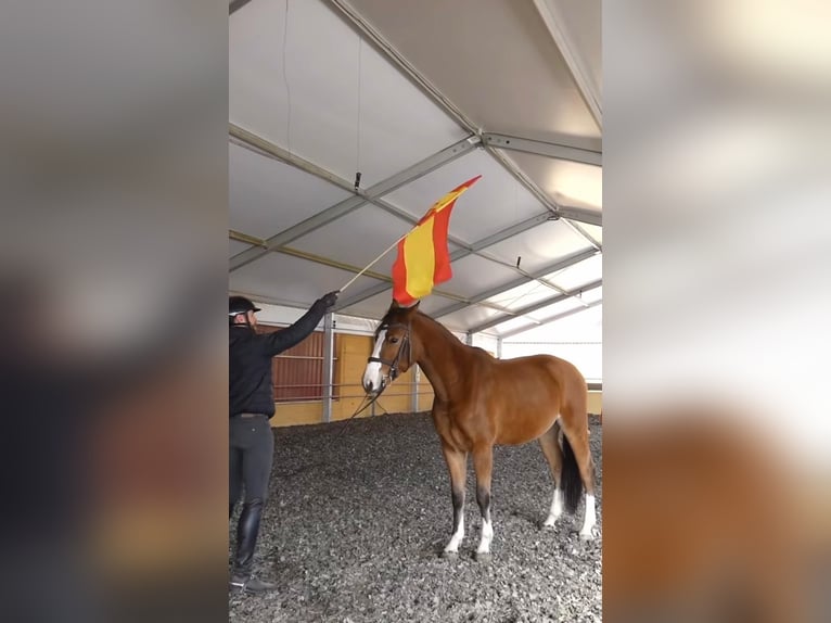 Spaans sportpaard Ruin 5 Jaar 162 cm Bruin in Salamanca