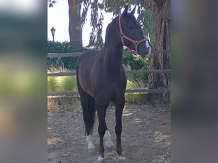 Spaans sportpaard Ruin 5 Jaar 165 cm Donkere-vos in Madrid