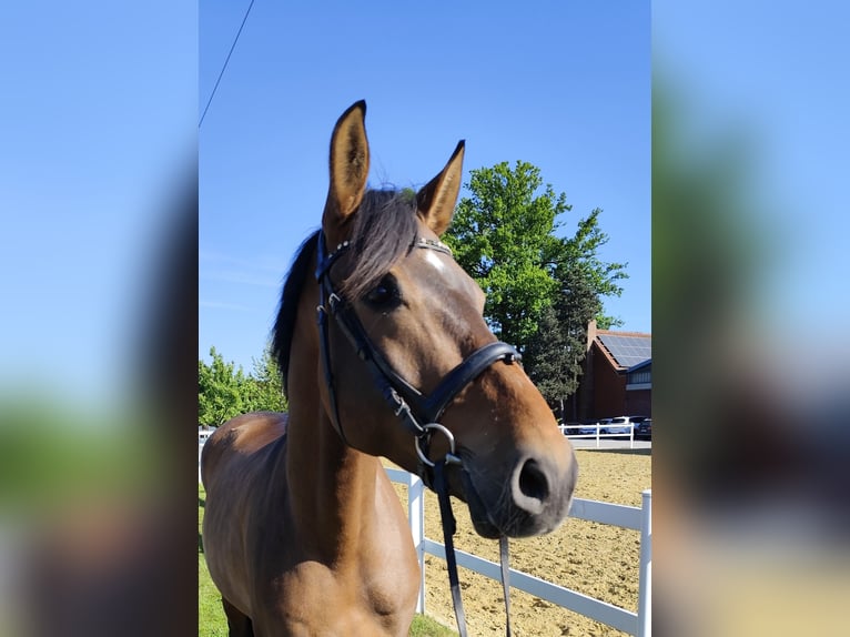 Spaans sportpaard Ruin 5 Jaar 167 cm Bruin in Bad Laer