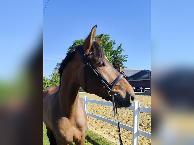 Spaans sportpaard Ruin 5 Jaar 167 cm Bruin in Bad Laer