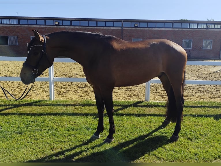 Spaans sportpaard Ruin 5 Jaar 167 cm Bruin in Bad Laer