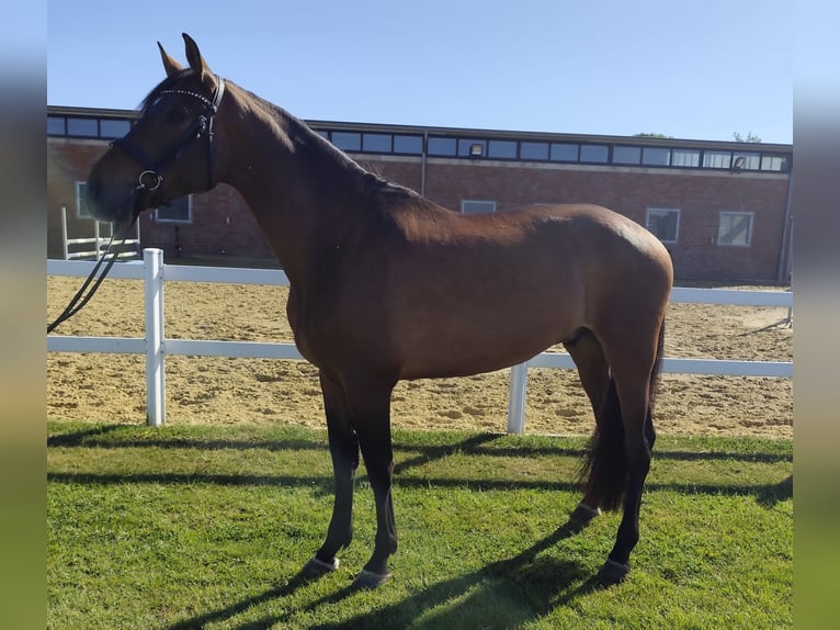 Spaans sportpaard Ruin 5 Jaar 167 cm Bruin in Bad Laer
