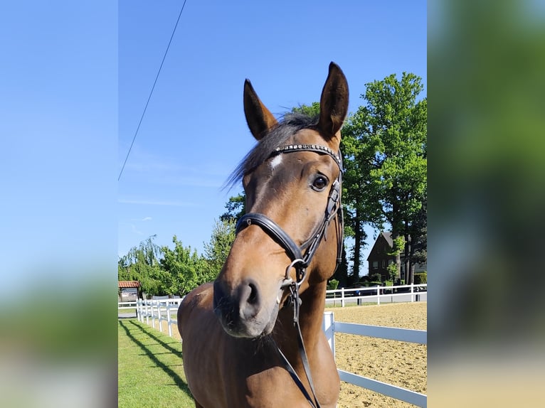 Spaans sportpaard Ruin 5 Jaar 167 cm Bruin in Bad Laer