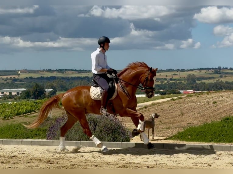 Spaans sportpaard Ruin 5 Jaar 169 cm Vos in Sevilla