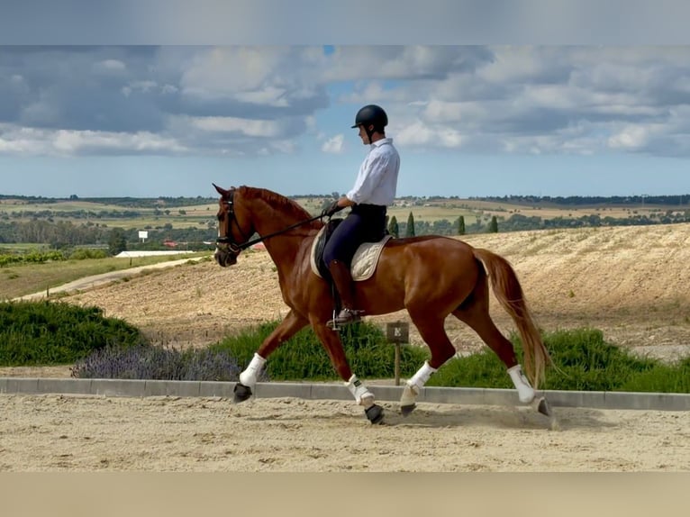 Spaans sportpaard Ruin 5 Jaar 169 cm Vos in Sevilla