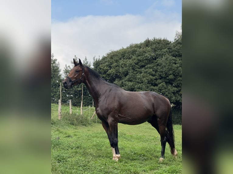 Spaans sportpaard Ruin 5 Jaar 176 cm Bruin in Boo De Pielagos