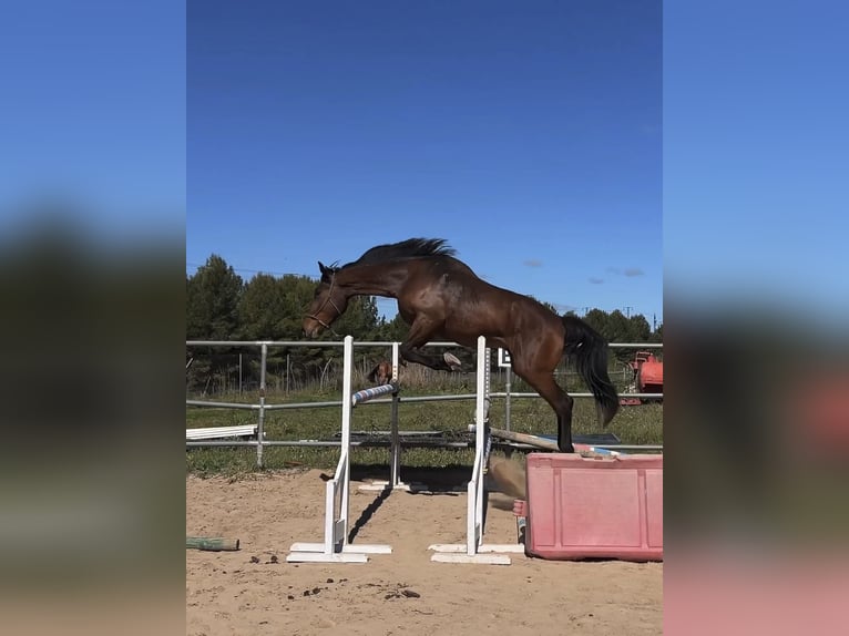 Spaans sportpaard Mix Ruin 5 Jaar 179 cm Bruin in Vimbodi