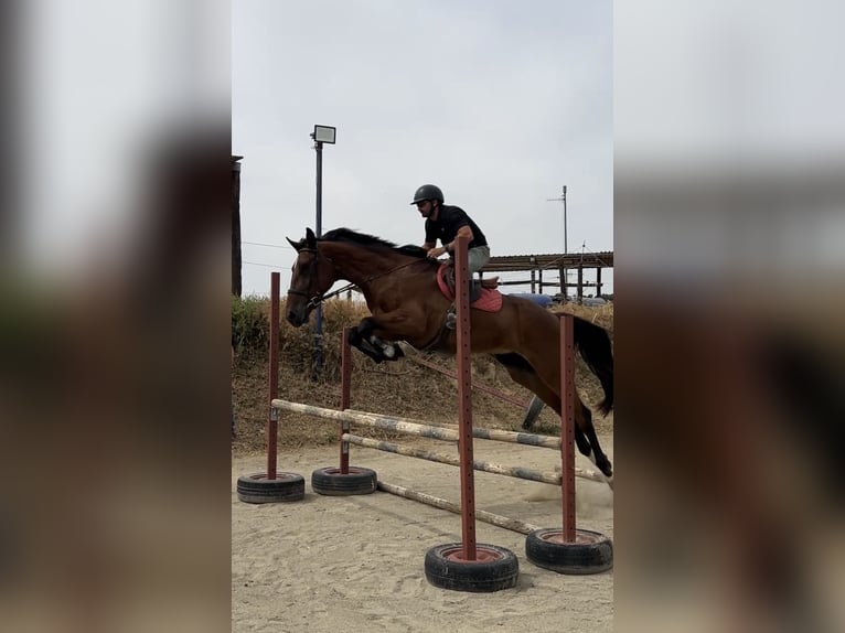 Spaans sportpaard Ruin 5 Jaar 180 cm Bruin in Monzón