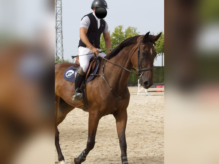 Spaans sportpaard Ruin 5 Jaar 180 cm Bruin in Monzón