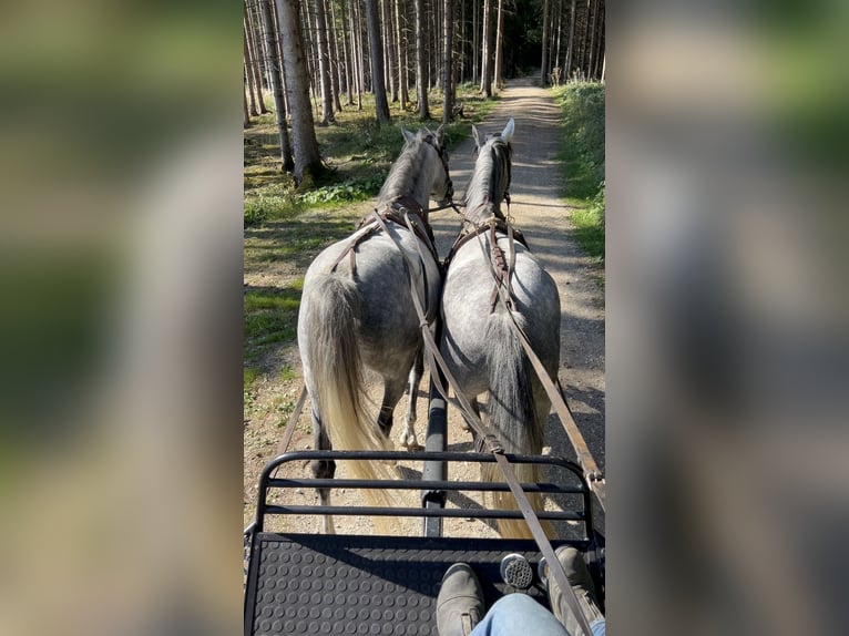 Spaans sportpaard Ruin 6 Jaar 148 cm Appelschimmel in Arnstorf