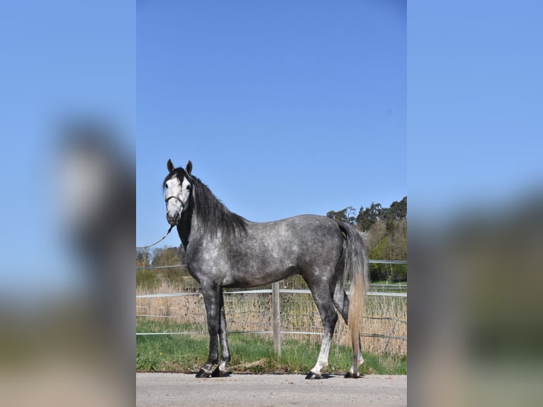Spaans sportpaard Ruin 6 Jaar 148 cm Appelschimmel in Arnstorf