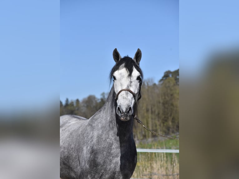 Spaans sportpaard Ruin 6 Jaar 148 cm Appelschimmel in Arnstorf