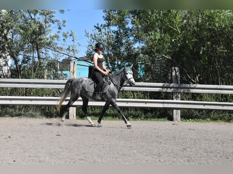 Spaans sportpaard Ruin 6 Jaar 148 cm Appelschimmel in Arnstorf