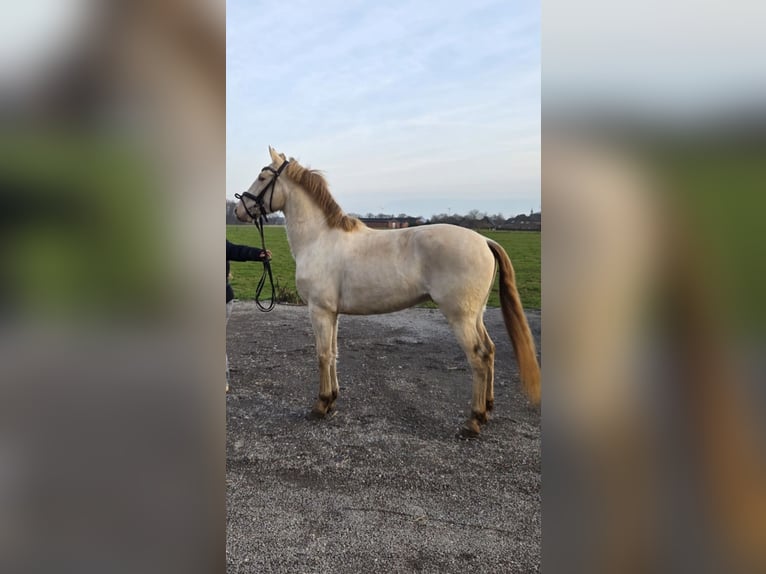 Spaans sportpaard Ruin 6 Jaar 154 cm Cremello in Wachtendonk