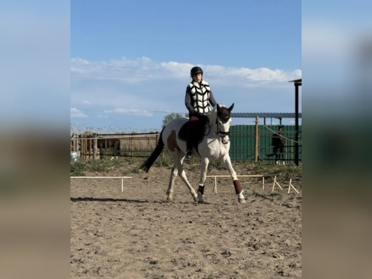 Spaans sportpaard Ruin 6 Jaar 158 cm Gevlekt-paard in Zaragoza