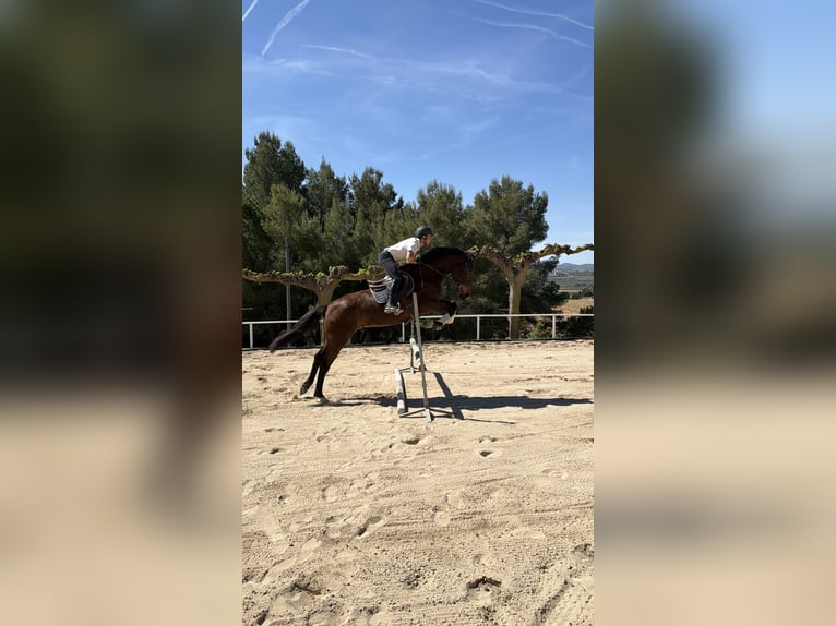 Spaans sportpaard Ruin 6 Jaar 165 cm Bruin in Piera