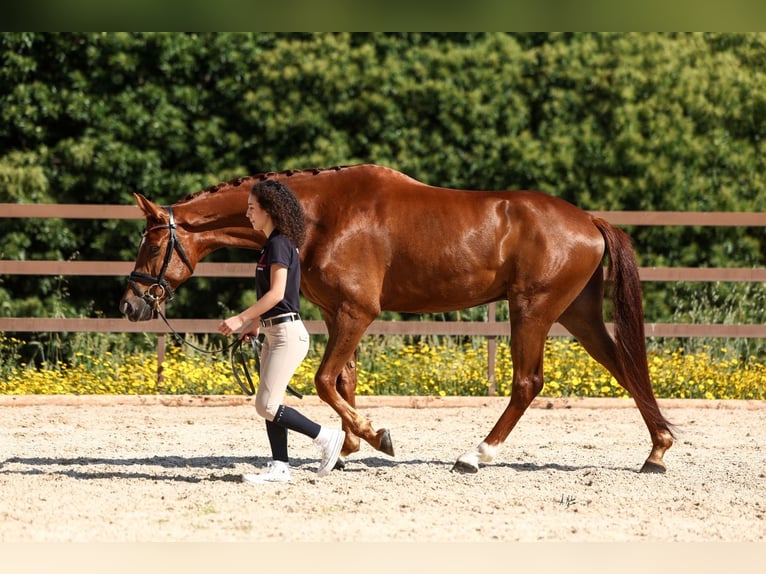 Spaans sportpaard Ruin 6 Jaar 165 cm Vos in Silleda (Casco Urbano)