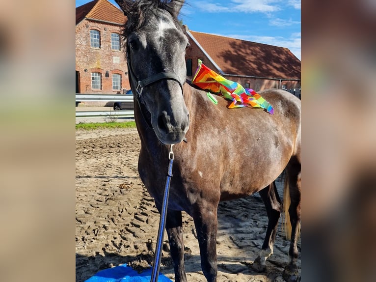 Spaans sportpaard Ruin 6 Jaar 170 cm Schimmel in Nordenham