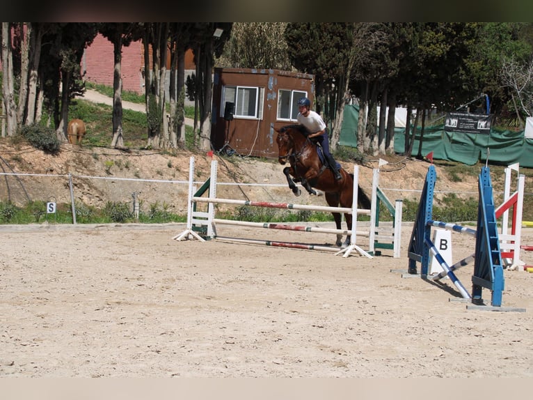 Spaans sportpaard Ruin 6 Jaar 172 cm Bruin in Fresnedillas De La Oliva