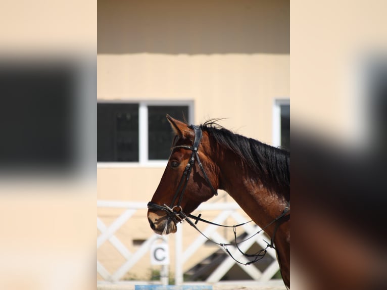 Spaans sportpaard Ruin 6 Jaar 172 cm Bruin in Fresnedillas De La Oliva