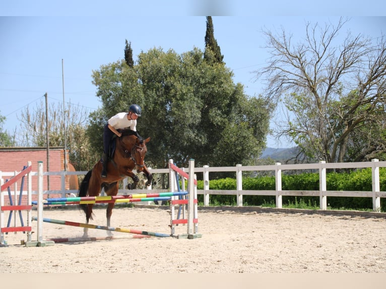 Spaans sportpaard Ruin 6 Jaar 172 cm Bruin in Fresnedillas De La Oliva
