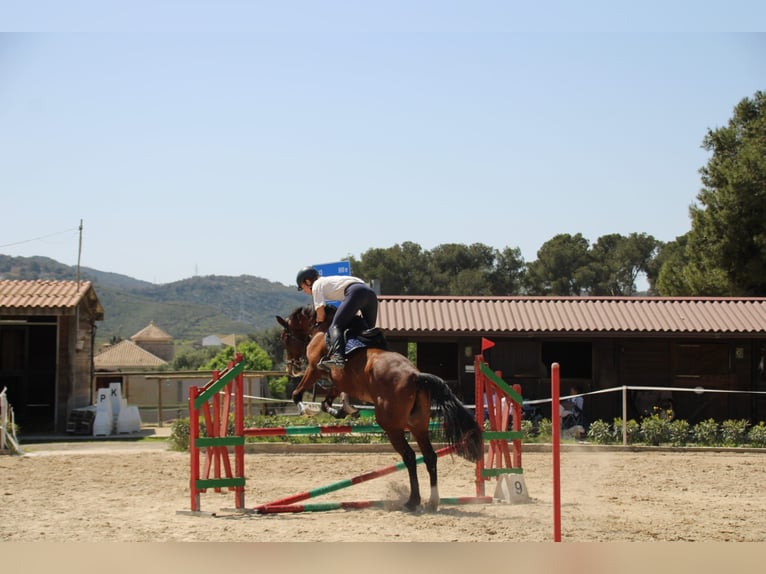 Spaans sportpaard Ruin 6 Jaar 172 cm Bruin in Fresnedillas De La Oliva