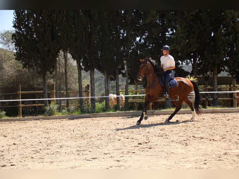 Spaans sportpaard Ruin 6 Jaar 172 cm Bruin in Fresnedillas De La Oliva