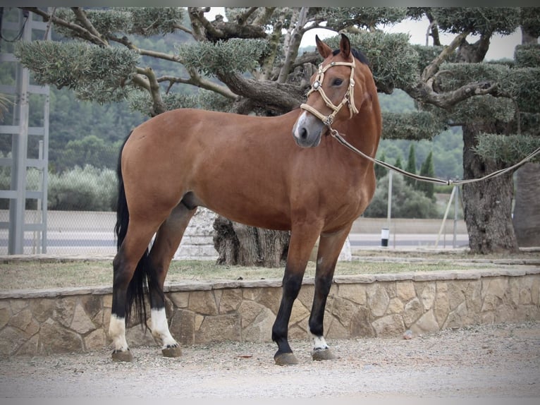 Spaans sportpaard Mix Ruin 7 Jaar 158 cm Bruin in Valencia