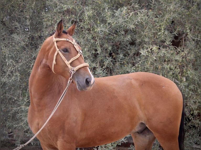 Spaans sportpaard Mix Ruin 7 Jaar 158 cm Bruin in Valencia