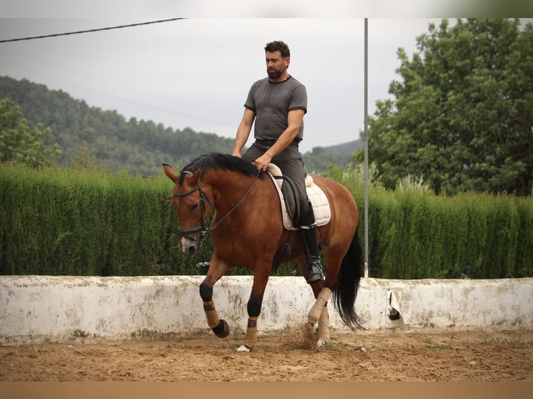 Spaans sportpaard Mix Ruin 7 Jaar 158 cm Bruin in Valencia
