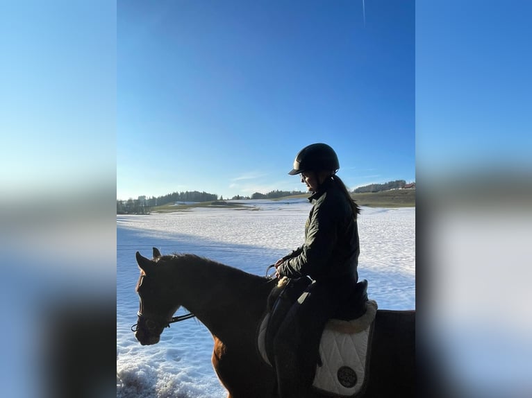 Spaans sportpaard Ruin 7 Jaar 160 cm Bruin in Argenbühl