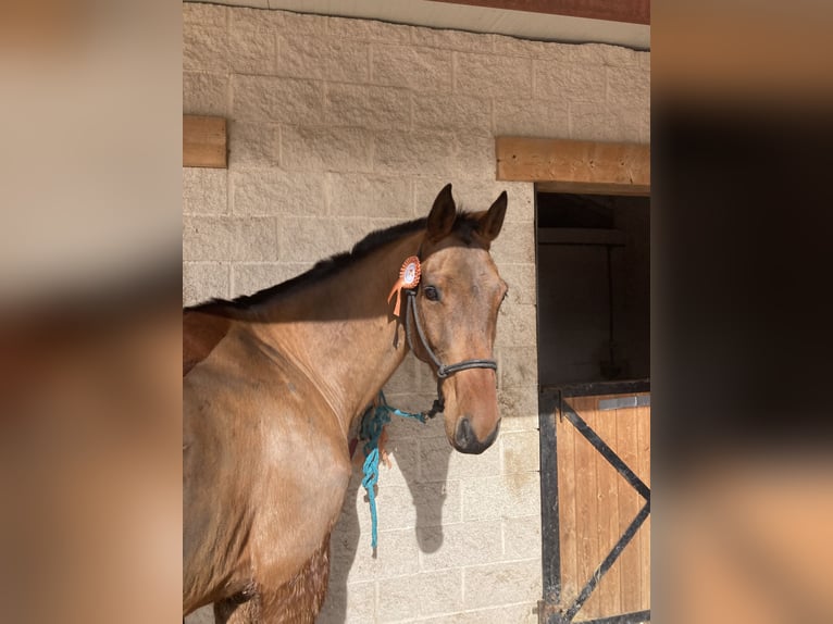 Spaans sportpaard Ruin 7 Jaar 165 cm Brauner in Brunete