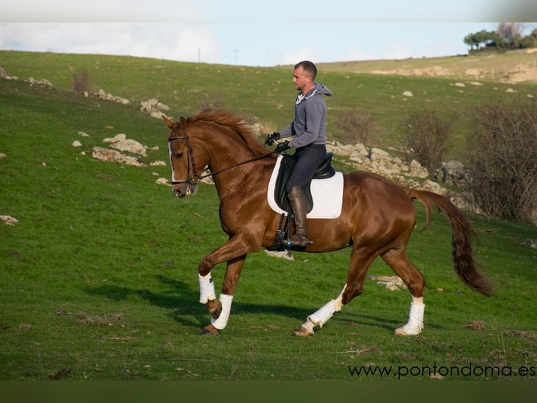 Spaans sportpaard Ruin 7 Jaar 167 cm Roodvos in Tizneros
