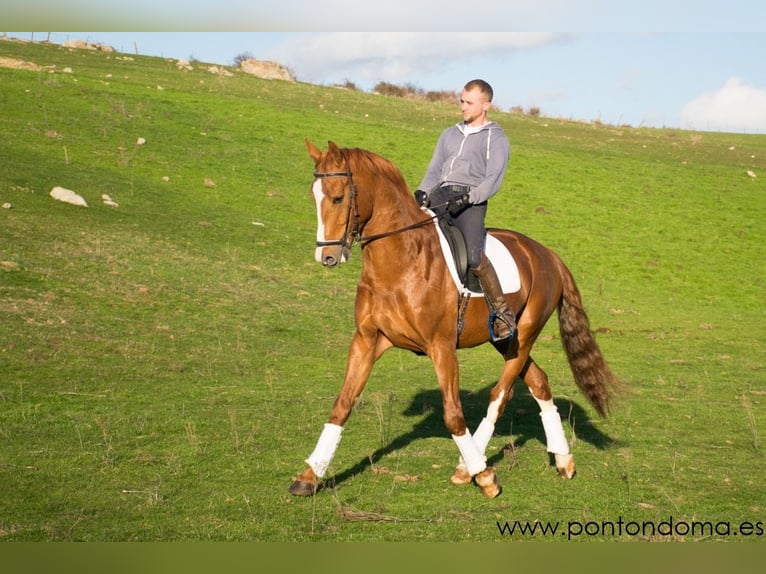 Spaans sportpaard Ruin 7 Jaar 167 cm Roodvos in Tizneros