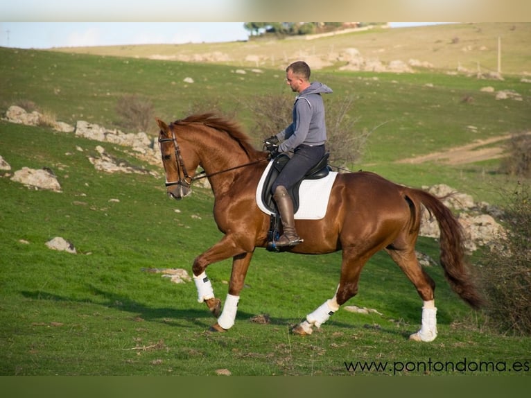 Spaans sportpaard Ruin 7 Jaar 167 cm Roodvos in Tizneros
