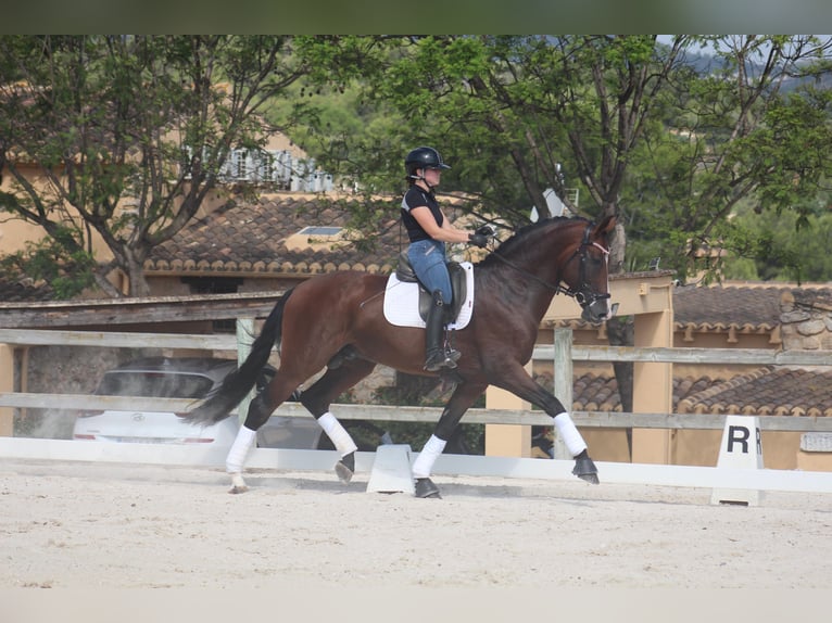 Spaans sportpaard Ruin 7 Jaar 170 cm Donkerbruin in Alicante