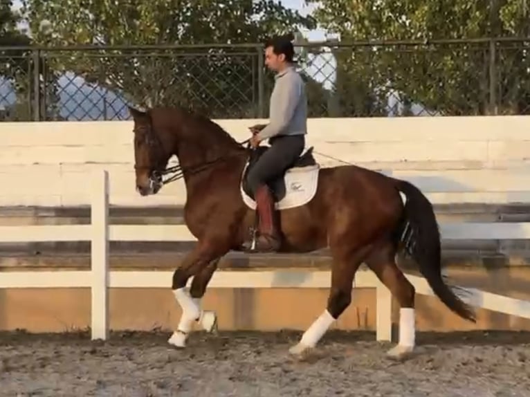 Spaans sportpaard Ruin 7 Jaar 170 cm Roodbruin in Coín, Malaga