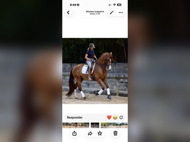 Spaans sportpaard Ruin 7 Jaar 173 cm Donkere-vos in Lūbz