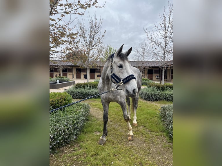 Spaans sportpaard Ruin 7 Jaar 177 cm Donkere-vos in San Martin De La Vega