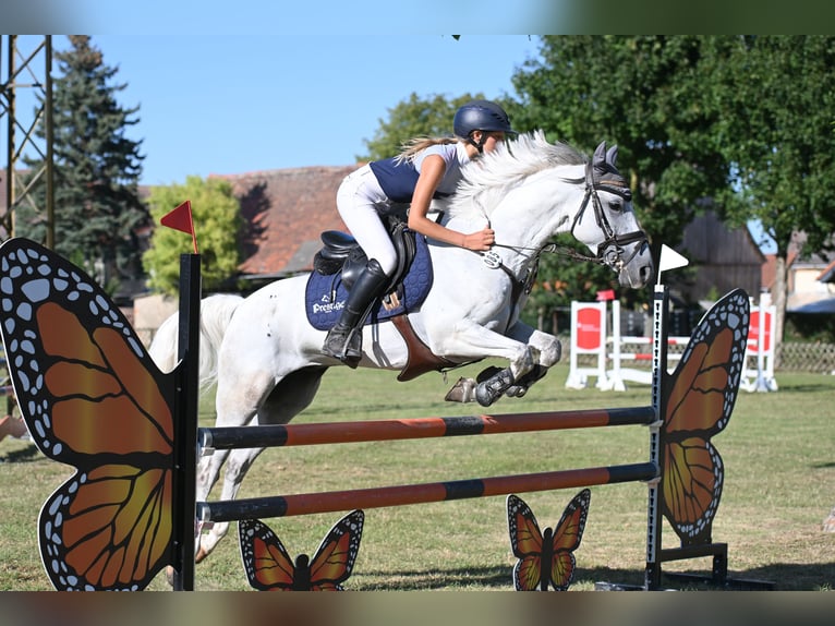 Spaans sportpaard Ruin 8 Jaar 148 cm Schimmel in Wüllersleben