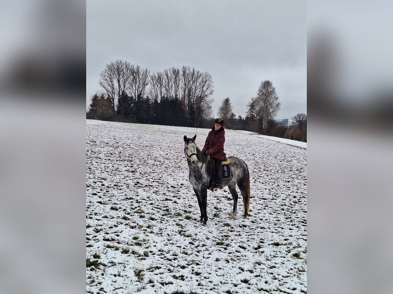 Spaans sportpaard Ruin 8 Jaar 158 cm Appelschimmel in Aldingen