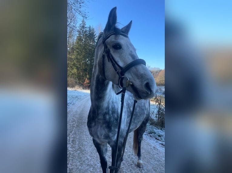 Spaans sportpaard Ruin 8 Jaar 158 cm Appelschimmel in Aldingen