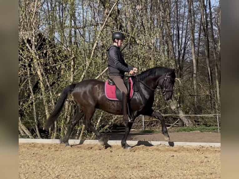 Spaans sportpaard Mix Ruin 8 Jaar 160 cm Donkerbruin in Warnow