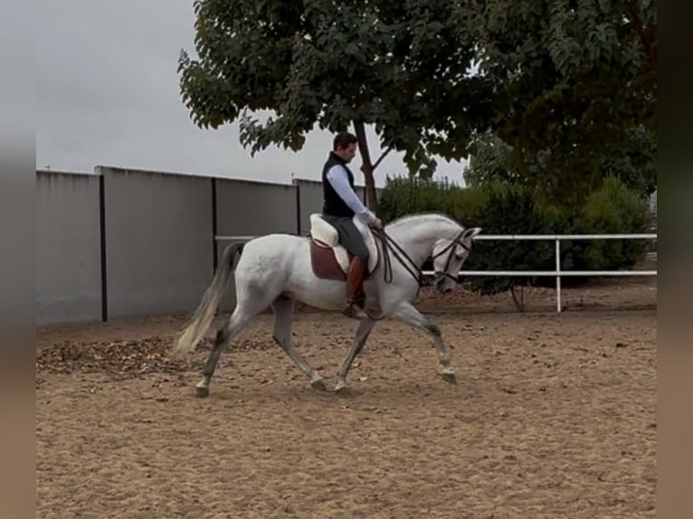 Spaans sportpaard Ruin 8 Jaar 160 cm Schimmel in Torrijos