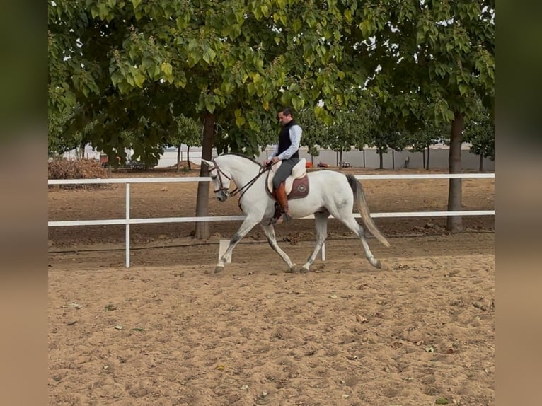 Spaans sportpaard Ruin 8 Jaar 160 cm Schimmel in Torrijos