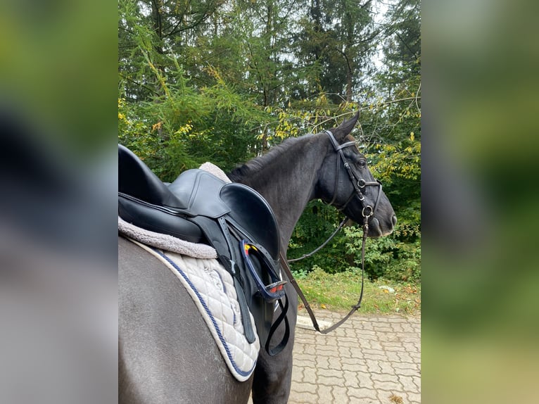 Spaans sportpaard Ruin 8 Jaar 160 cm Zwart in Havekost